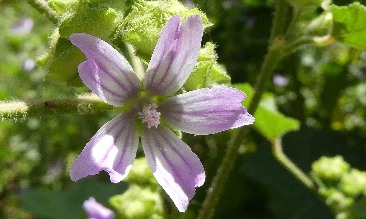 Planta de malva bastarda con flores rosa púrpura y hojas palmadas verdes intensas