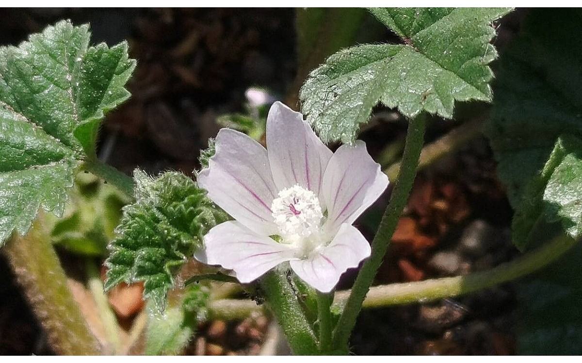 Malva baja del campo: flor rosa de Malva neglecta