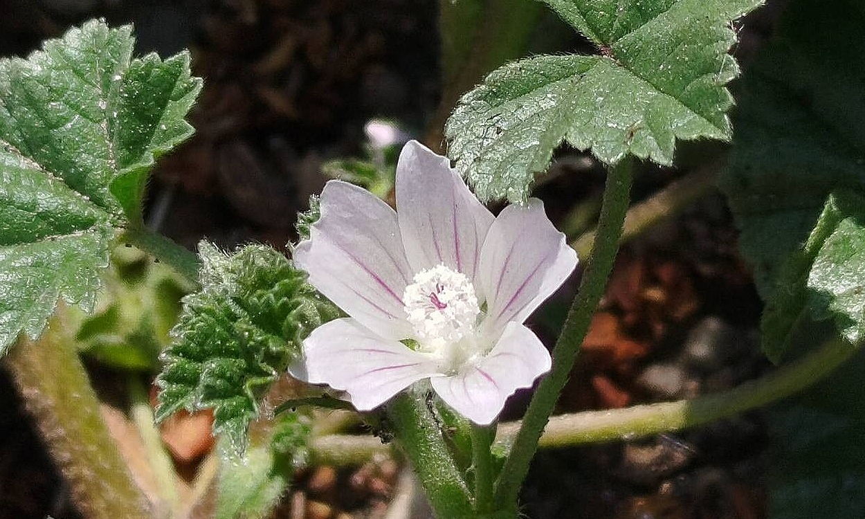 Planta de Malva neglecta con flores rosas pequeñas y hojas redondeadas verdes