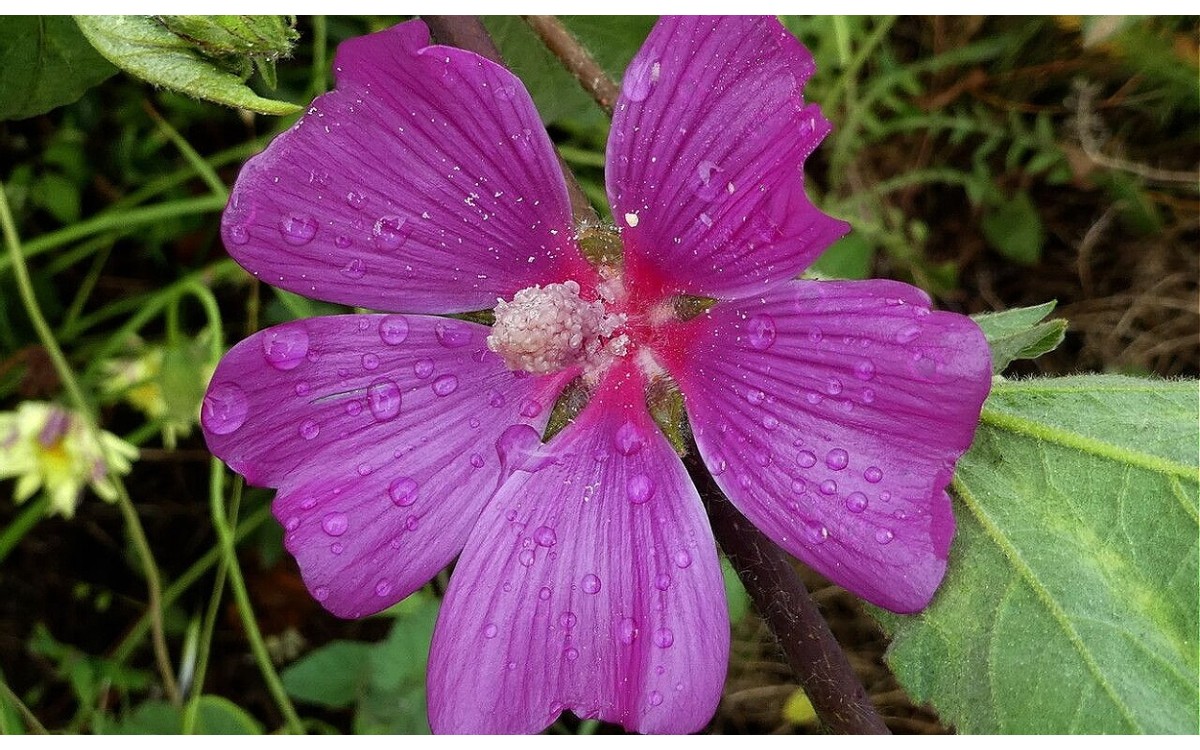 Malva olbia malvavisco rizado con flores malva violeta