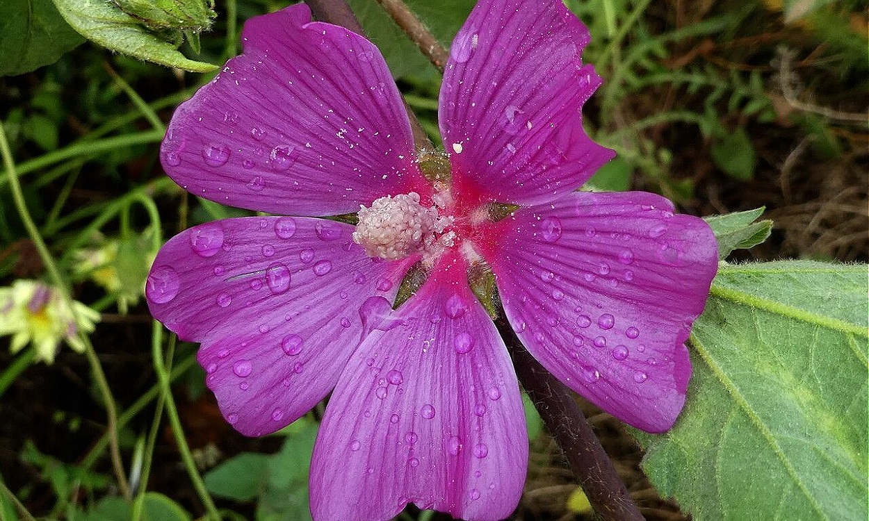 Planta de malva olbia o malvavisco rizado con hojas rizadas y flores malva púrpura en maceta
