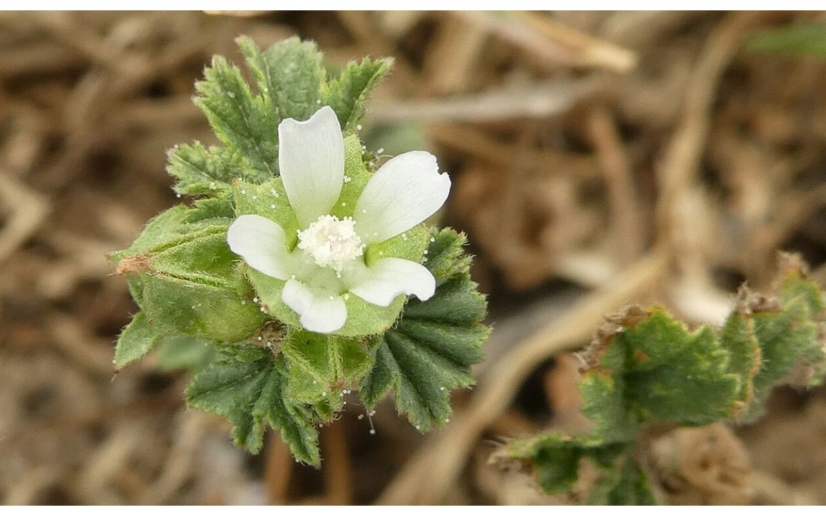 Malva parviflora flores rosa pálido en maceta