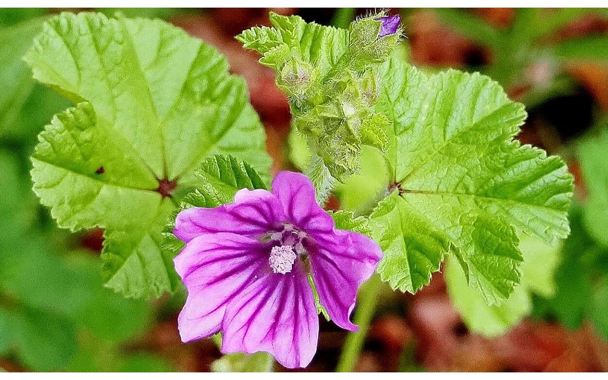 Flores rosa y púrpura de malva silvestre en flor