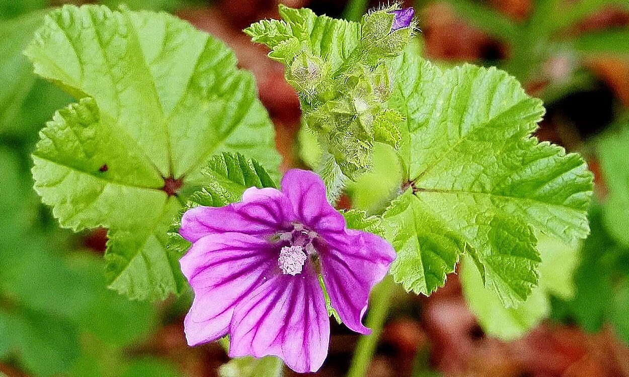 Malva silvestre (Malva sylvestris) con flores rosa púrpura y vetas oscuras