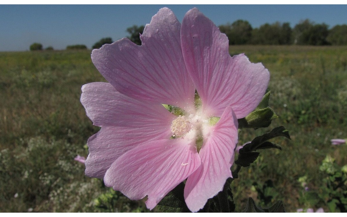 Flores de malva real en tonos rosa y púrpura intenso