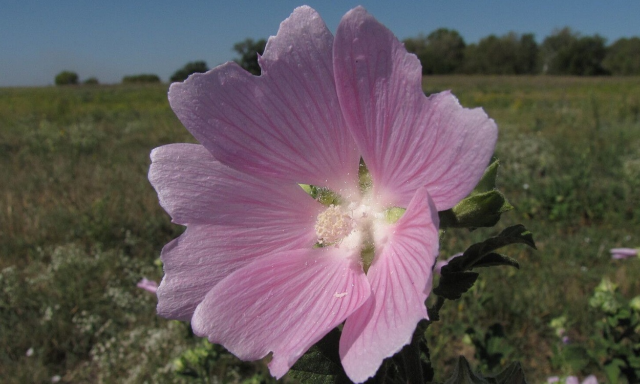 Planta de malva real con flores grandes en tonalidades rosa y púrpura