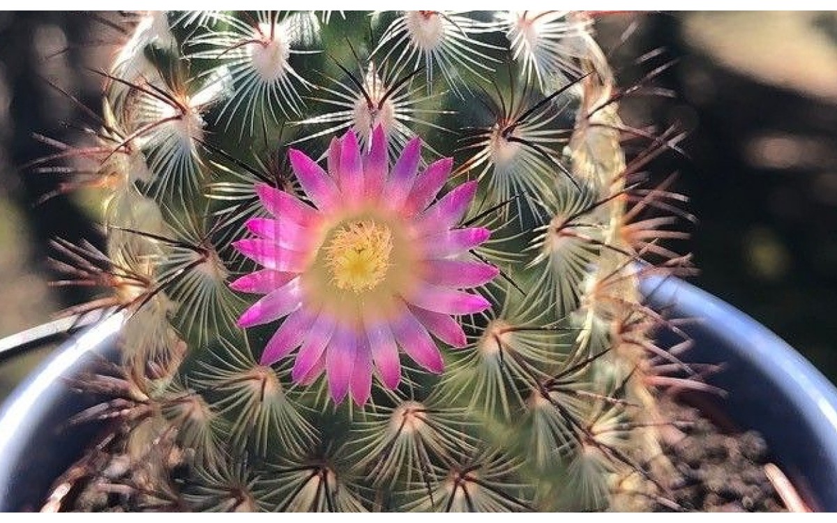 Mammillaria elongata cactus cerebro floración