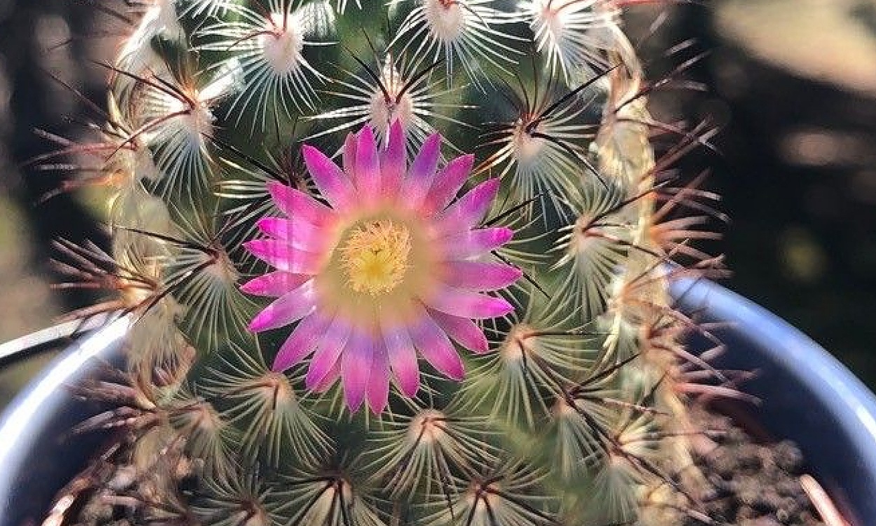 Planta Mammillaria elongata con flores amarillas y tubérculos característicos