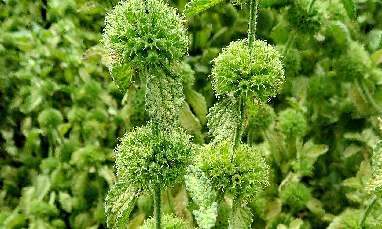 Marrubium vulgare o marrubio en plena floración con sus características hojas rugosas y flores blancas