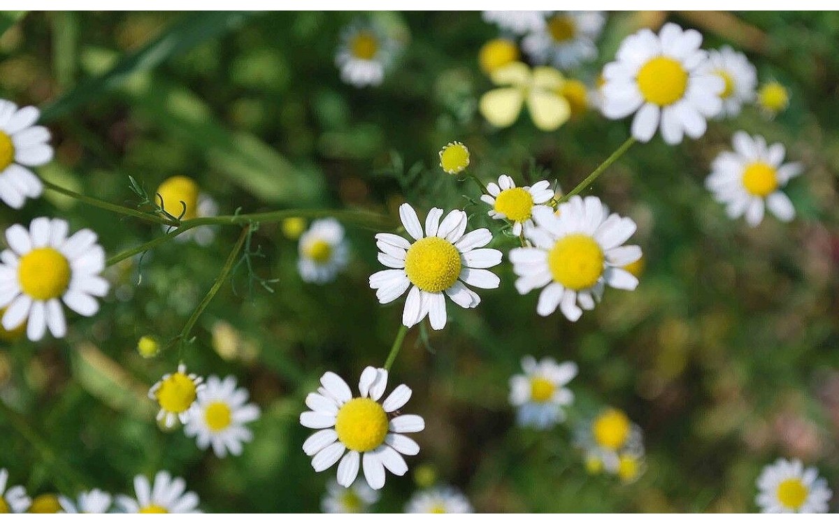 Flores de manzanilla común en floración: Matricaria chamomilla