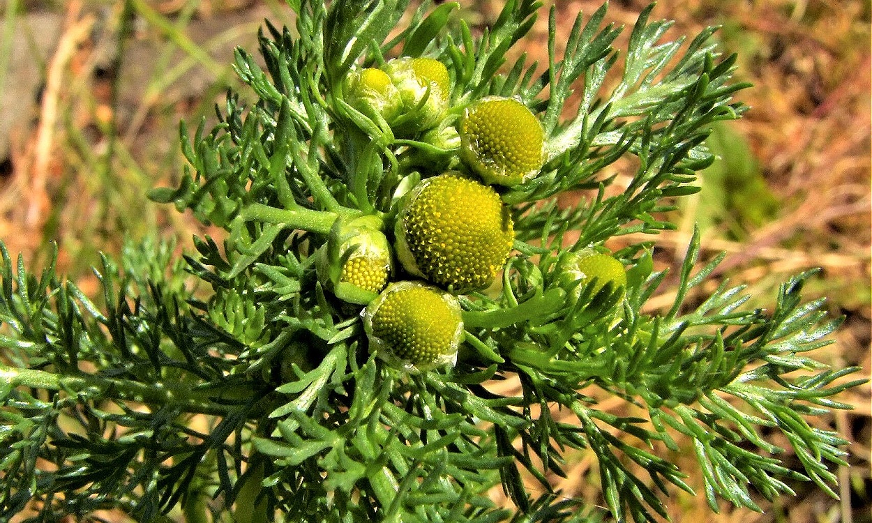 Planta de Matricaria discoidea con flores amarillas pequeñas sin pétalos radiados