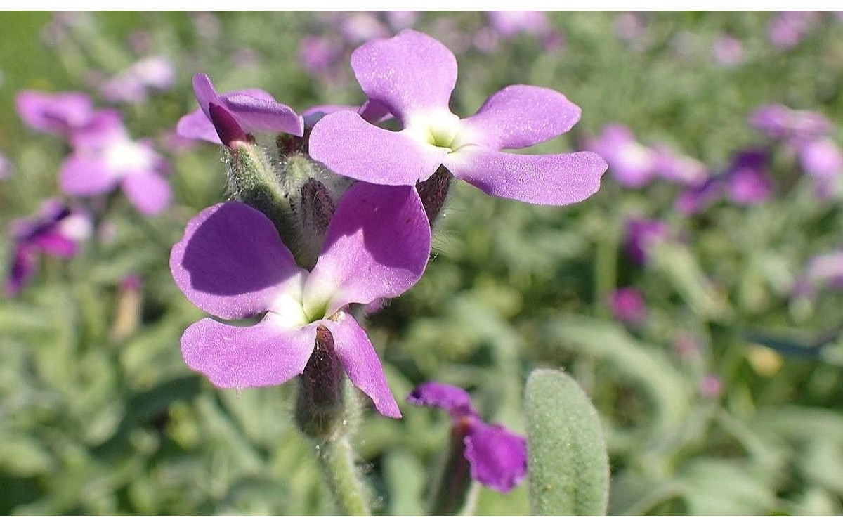 Flores aromáticas del alhelie marino en floración primaveral