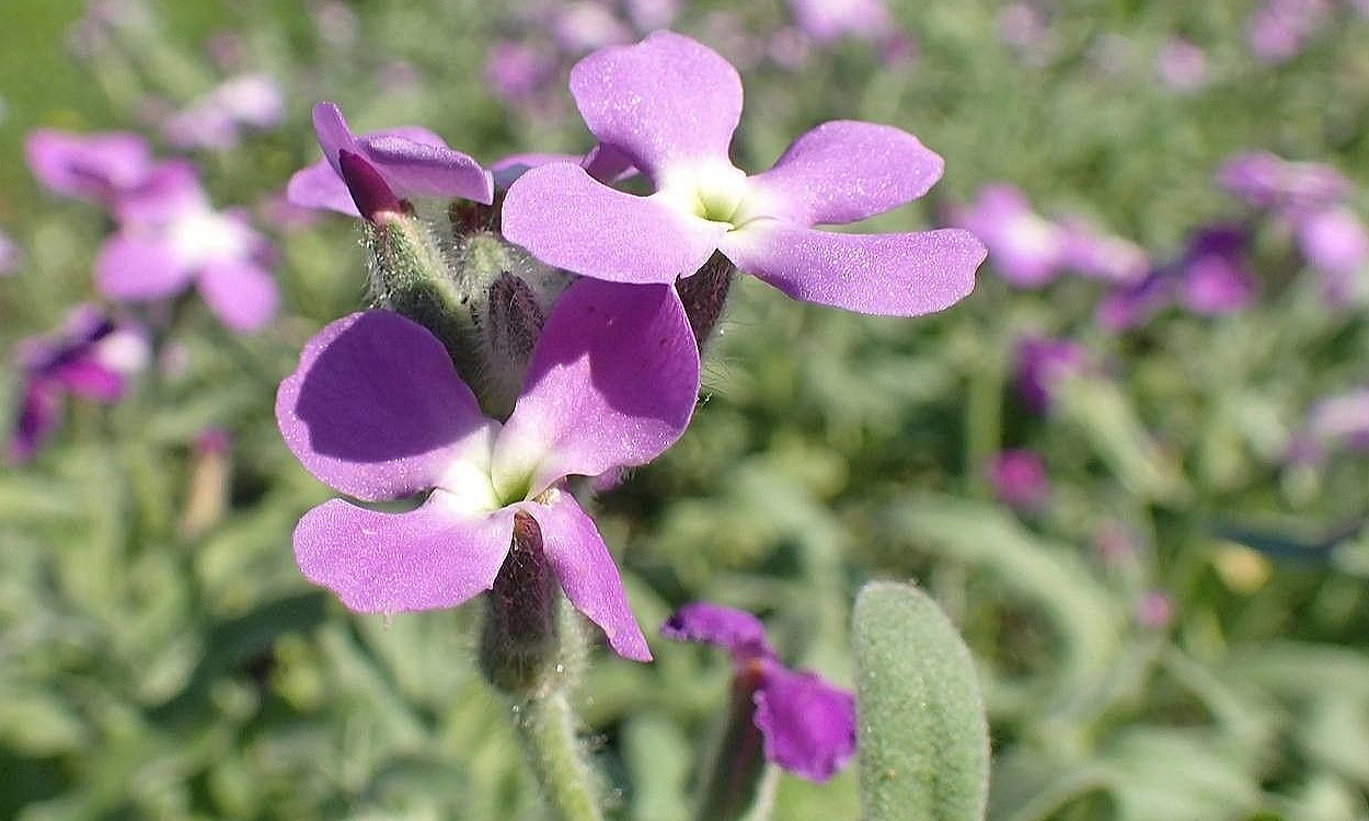 Detalle de flores púrpura y hojas glaucas del alhelie marino (Matthiola tricuspidata)
