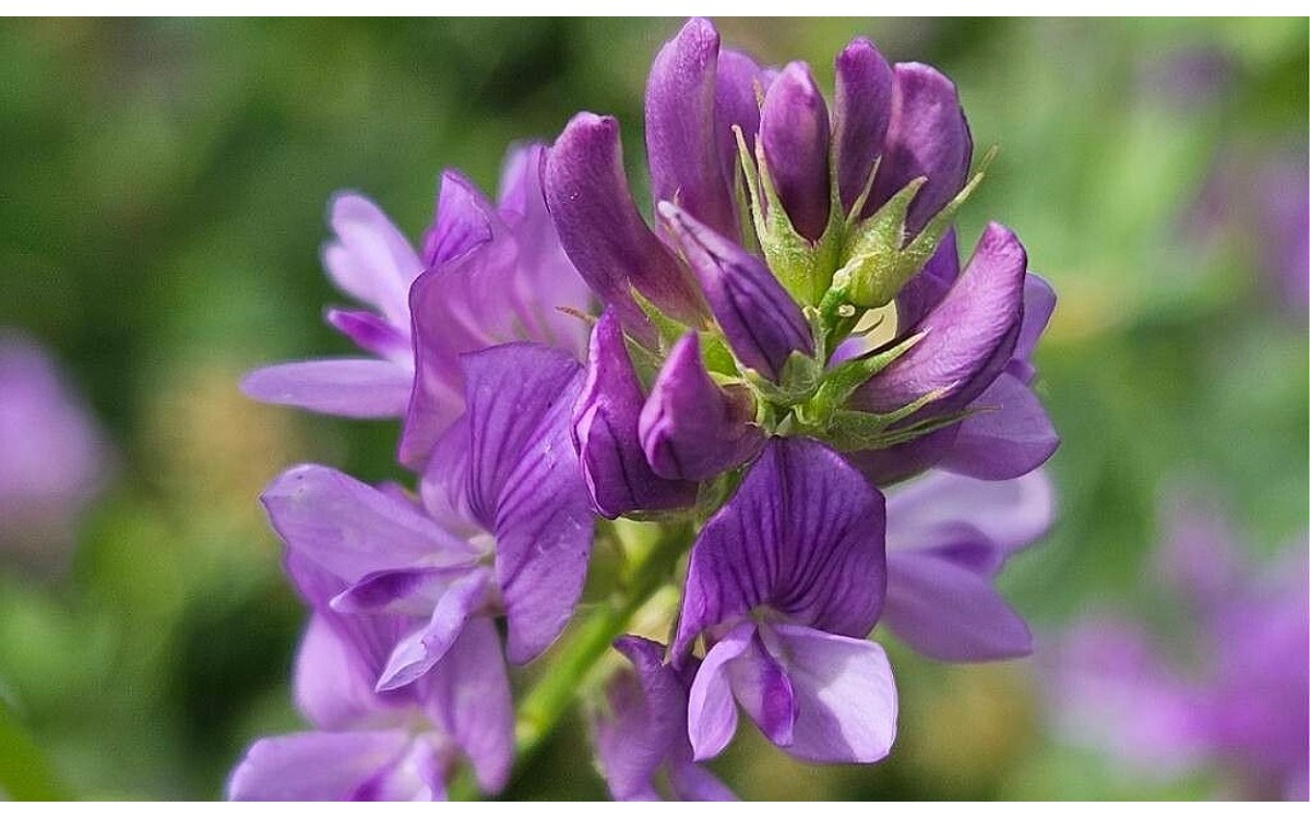 Medicago varia alfalfa híbrida en floración morada
