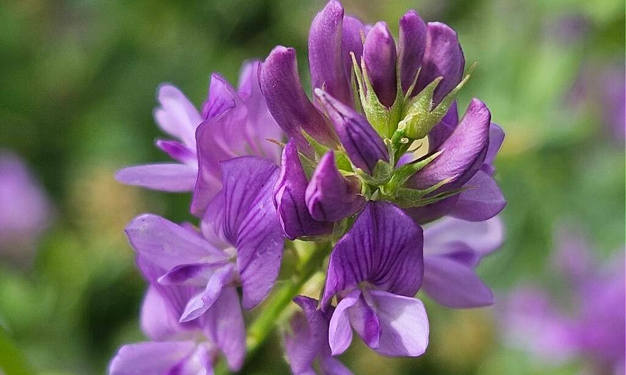 Planta de alfalfa Medicago × varia con flores púrpura en estadio de floración