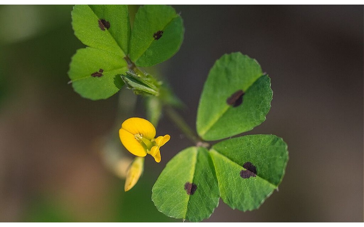 Medicago arabica trébol manchado flores amarillas