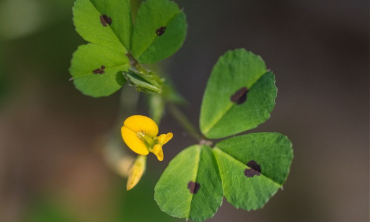 Planta de trébol manchado (Medicago arabica) con hojas trifoliadas moteadas y flores amarillas