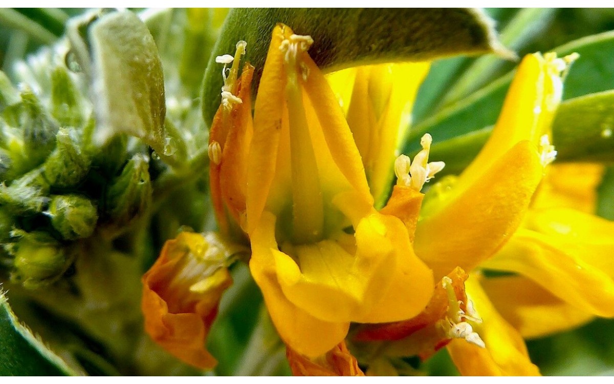 Medicago arborea flores amarillas alfalfa arbórea
