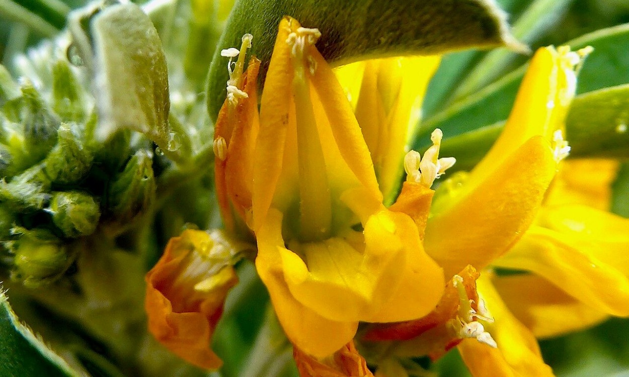 Planta de Medicago arborea con flores amarillas y follaje verde grisáceo