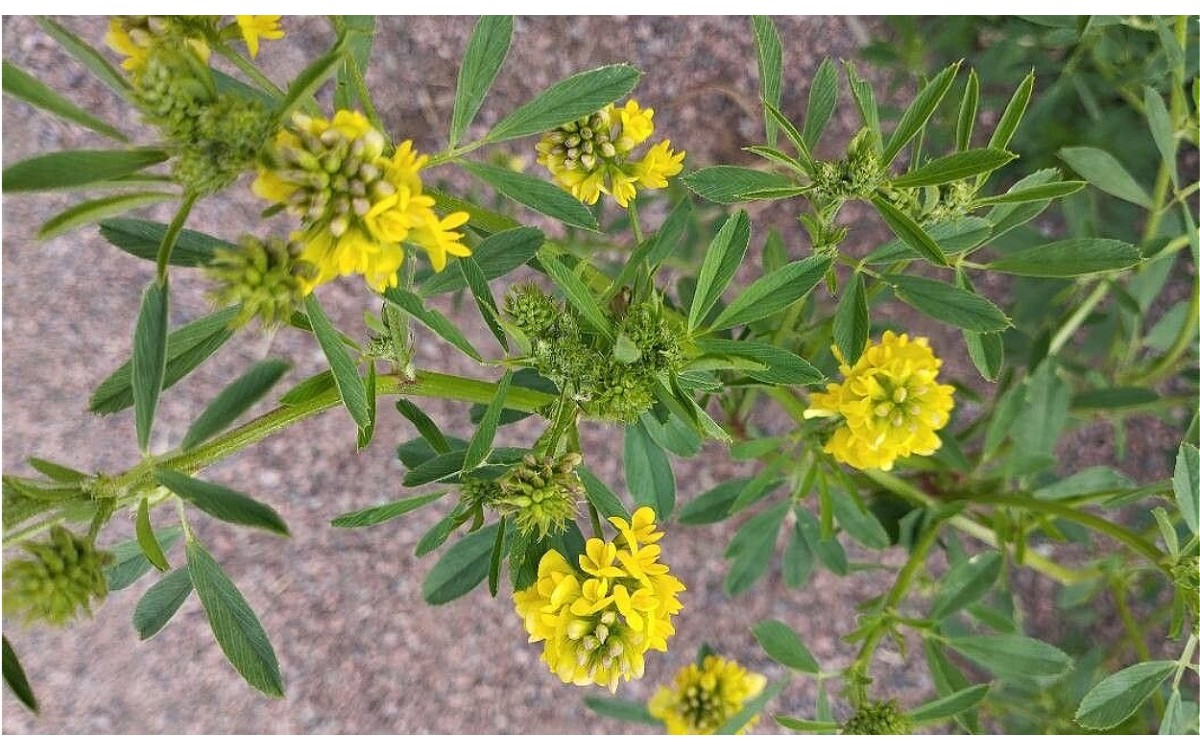 Medicago falcata flores amarillas vaina falcada
