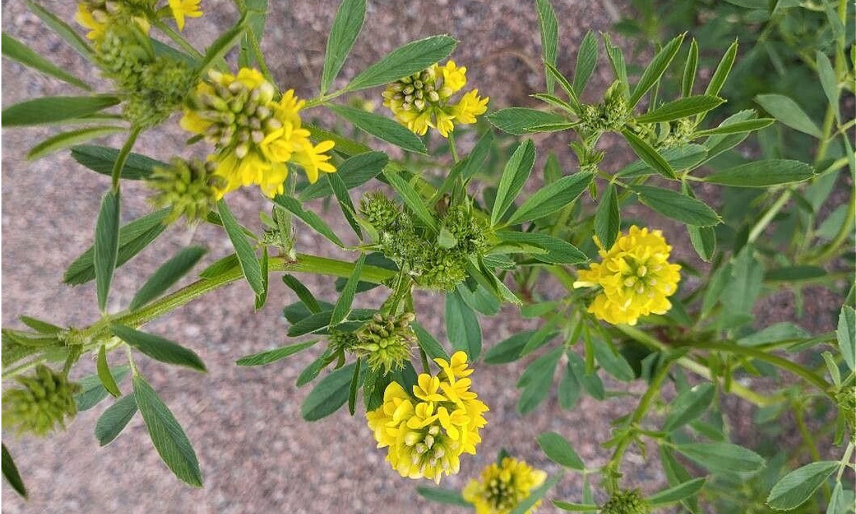 Planta de Medicago falcata con flores amarillas y vainas características en forma de hoz