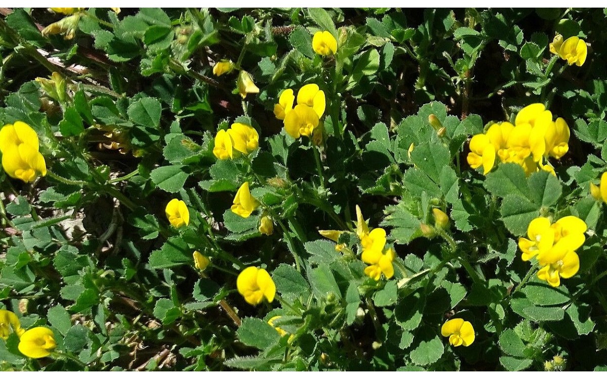 Flores amarillas de Medicago littoralis carretón