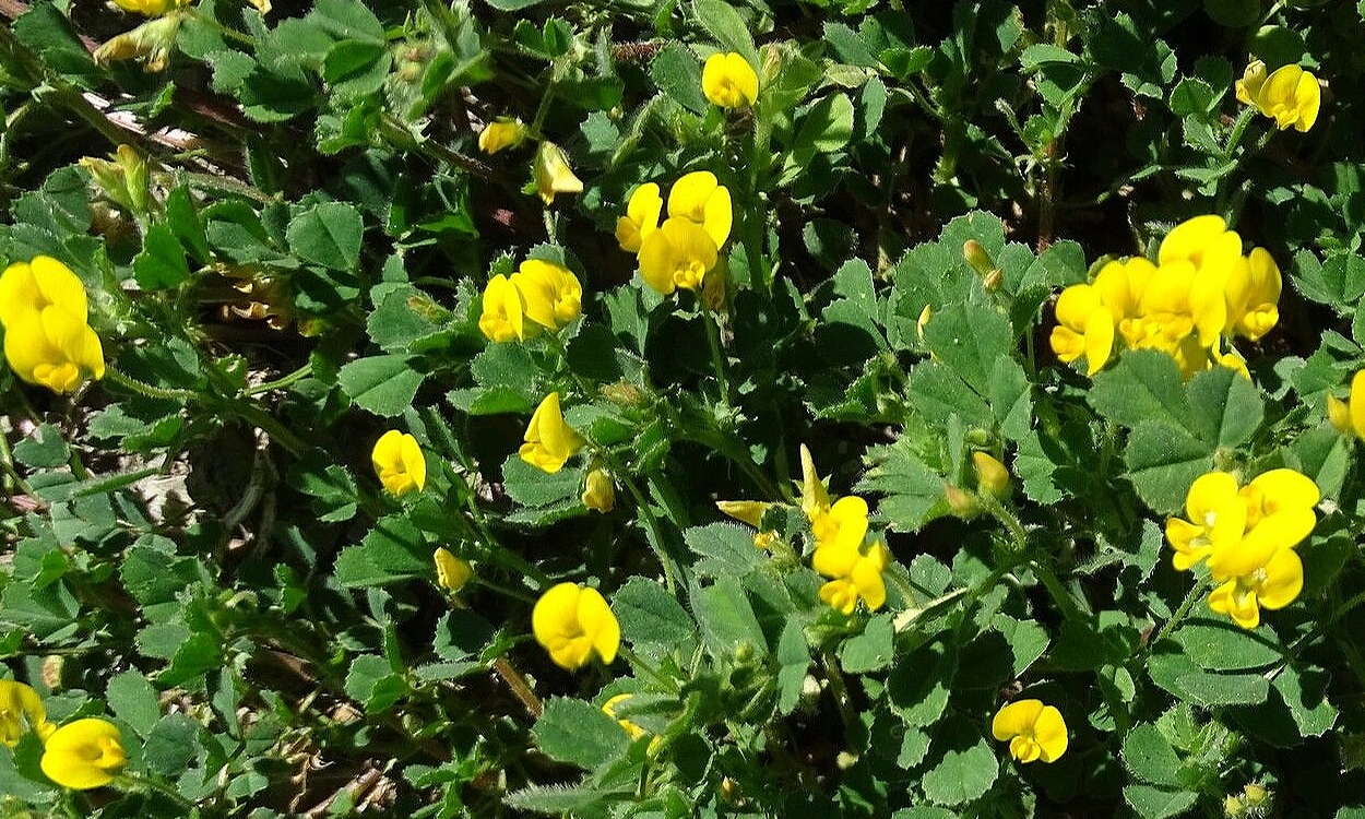 Planta de carretón (Medicago littoralis) con flores amarillas y vainas características