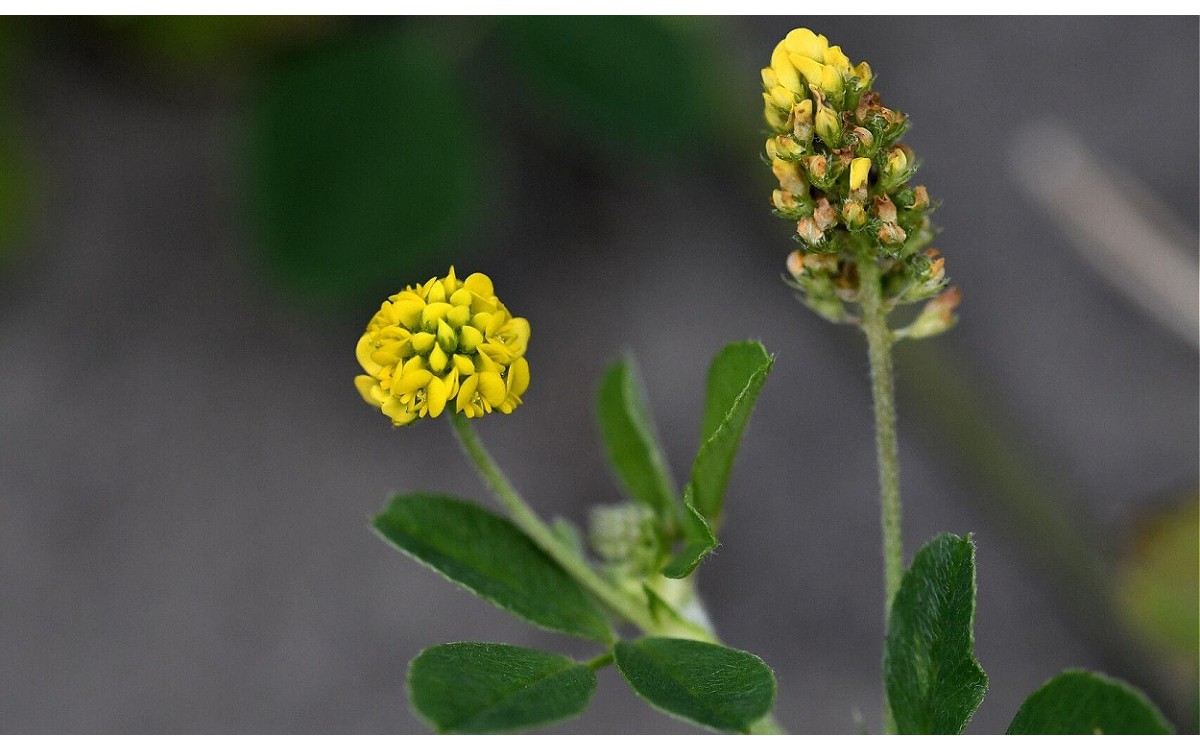 Medicago lupulina mielga negra en flor amarilla