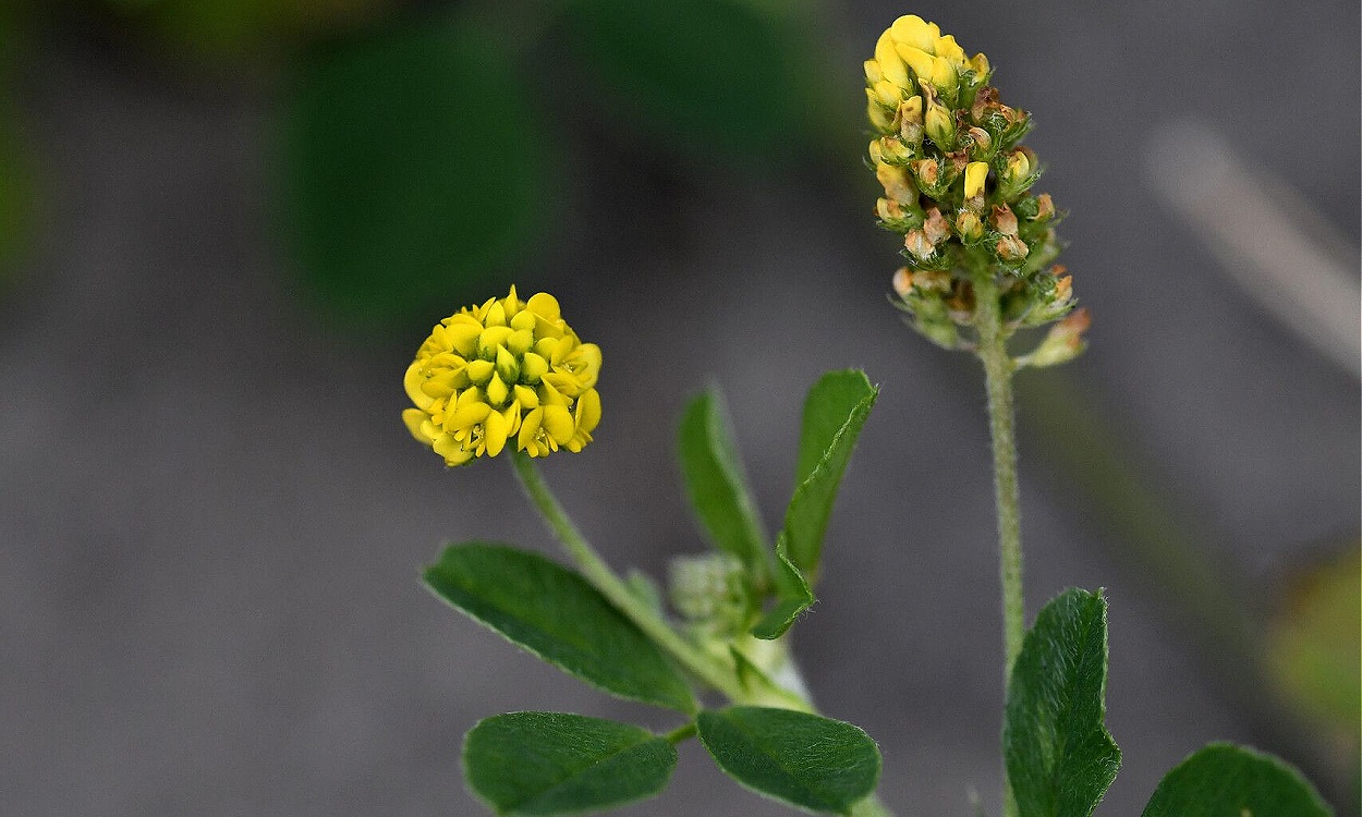 Planta de mielga negra (Medicago lupulina) con flores amarillas y vainas negras maduras en campo