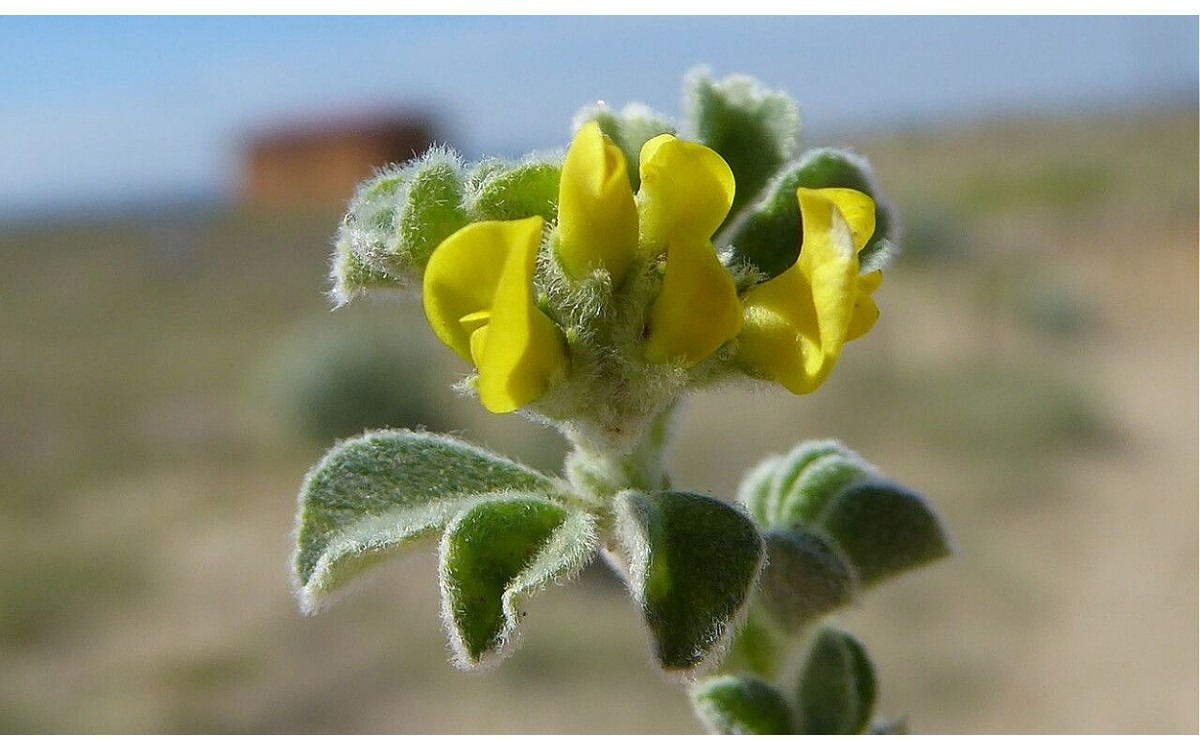 Medicago marina L. carretón de playa con flores amarillas