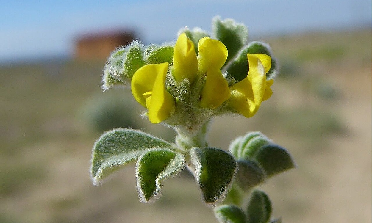Planta de Medicago marina L. con flores amarillas y vainas estelares características del carretón de playa