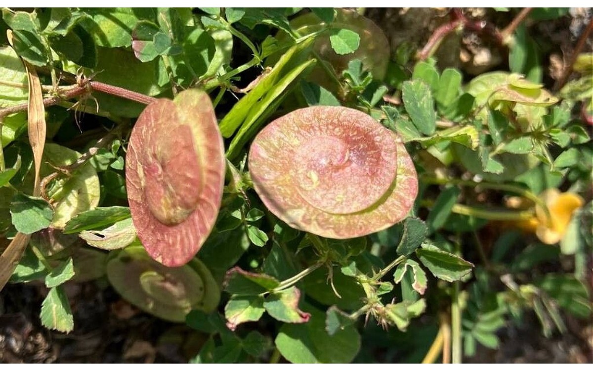 Medicago orbicularis vainas espiraladas caracolillo