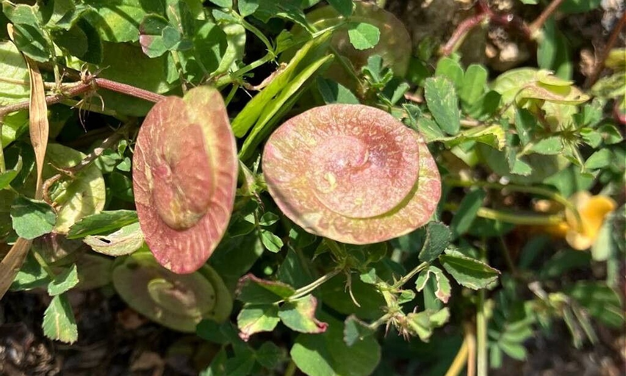 Plantas de Medicago orbicularis con características vainas espiraladas y flores amarillas