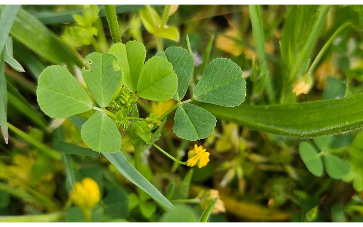 Medicago polymorpha - Carretón de amores con frutos helicoidales