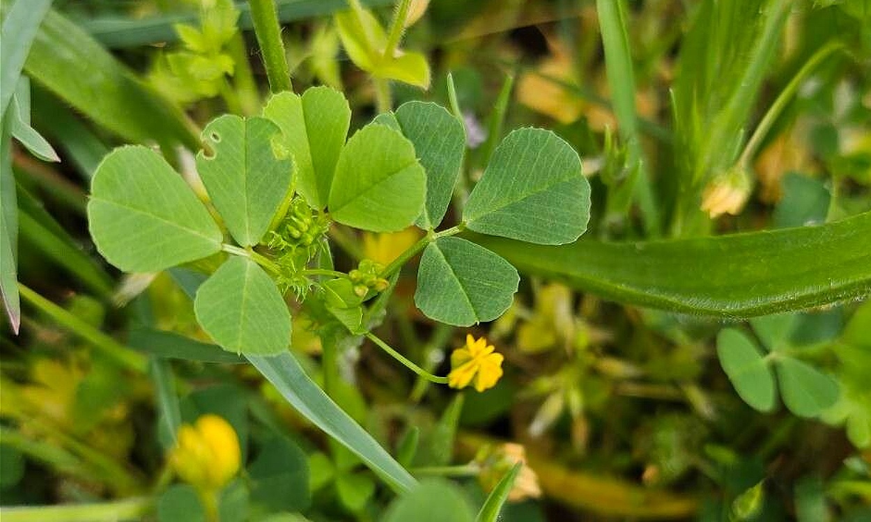Planta de carretón de amores mostrando sus distintivos frutos en espiral helicoidal y flores amarillas