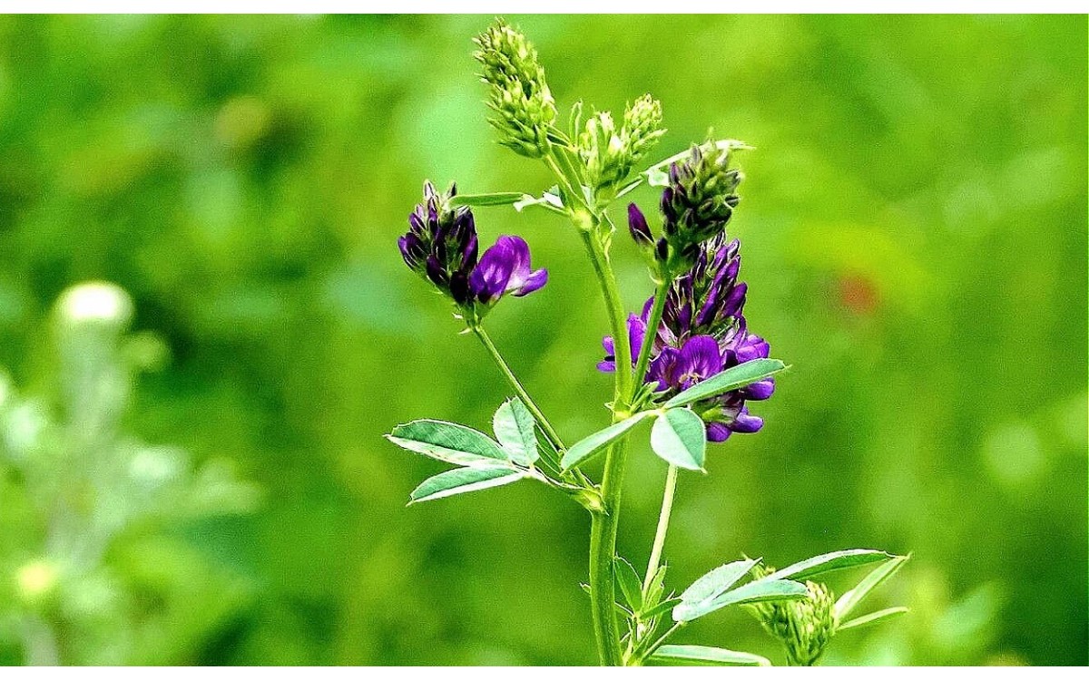 Plantas de alfalfa rústica Medicago sativa con flores púrpuras