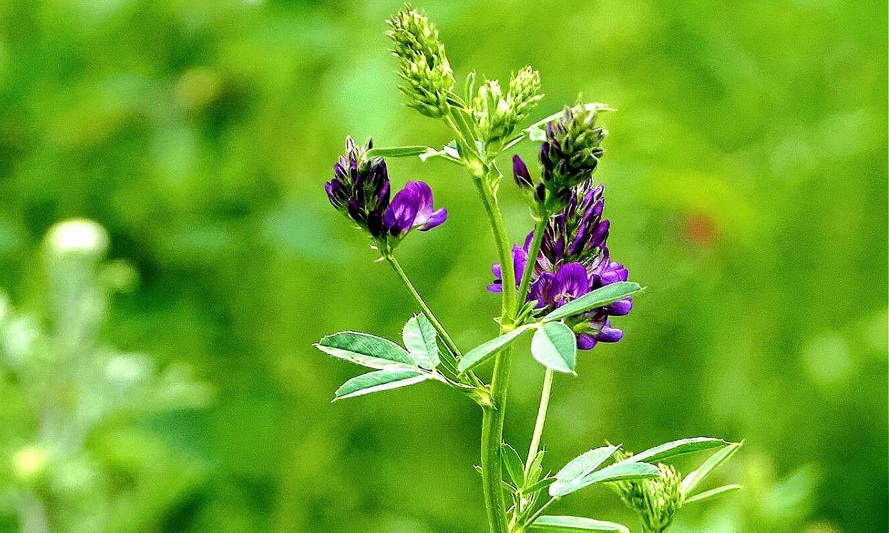 Campo de alfalfa rústica Medicago sativa en floración con flores púrpura violáceo
