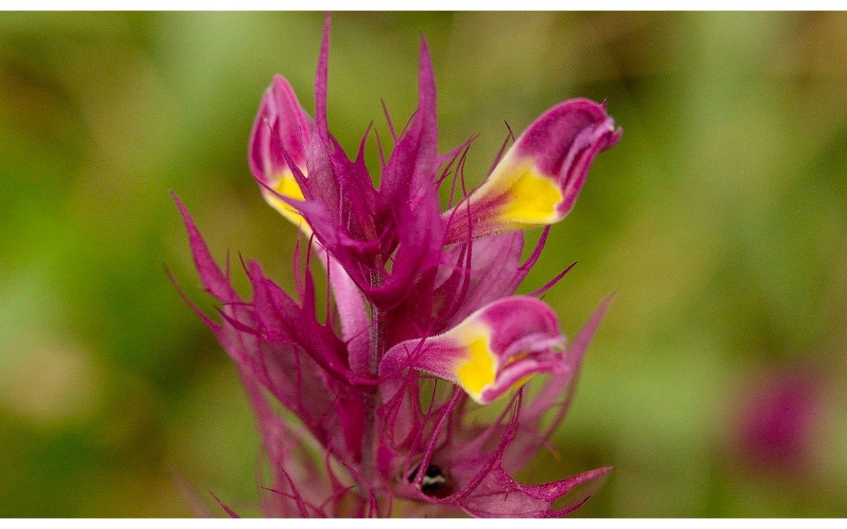 Melampyrum arvense flores púrpuras trigo vaca