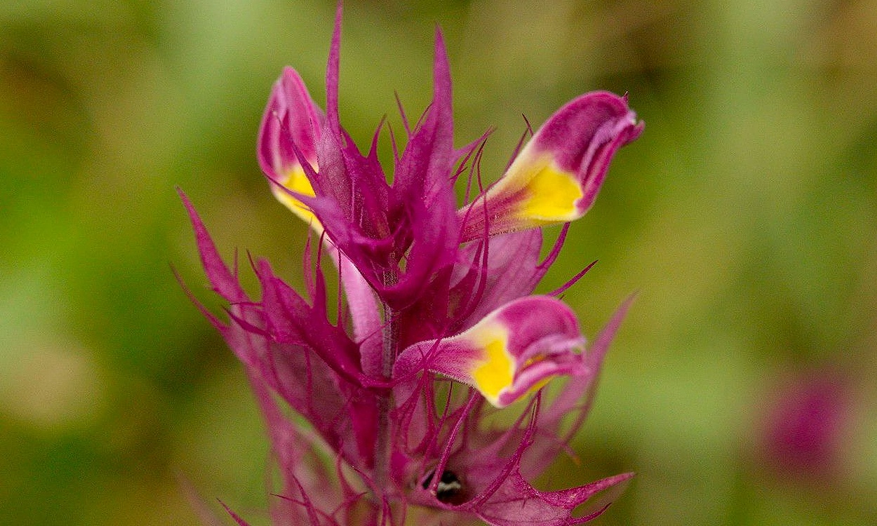 Planta Melampyrum arvense con flores de color púrpura intenso en espiga terminal