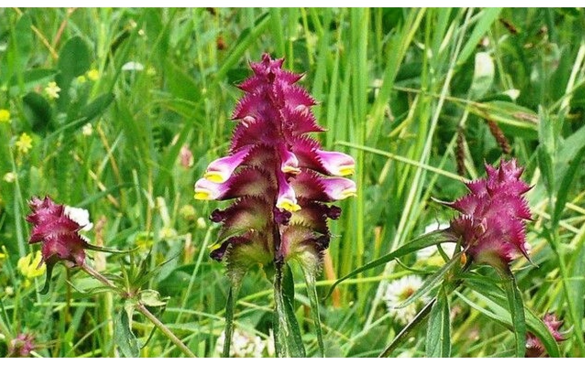 Flores de Melampyrum cristatum en forma de jaula - Enjaulada