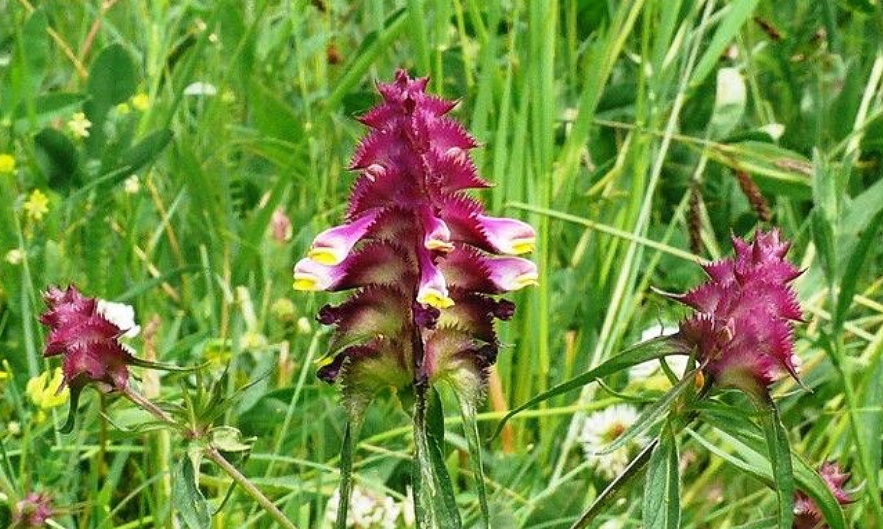 Detalle de las flores características de Melampyrum cristatum con forma de jaula o capucha