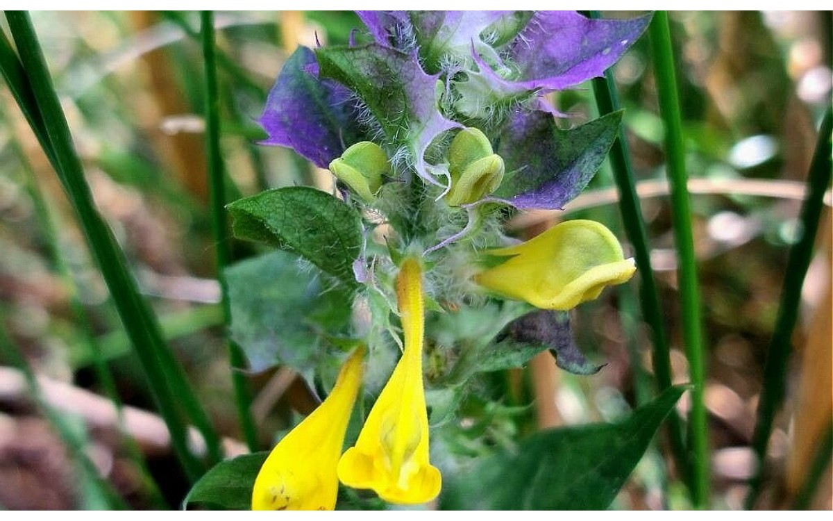 Melampyrum nemorosum L. flores azules purpúreas en jardín