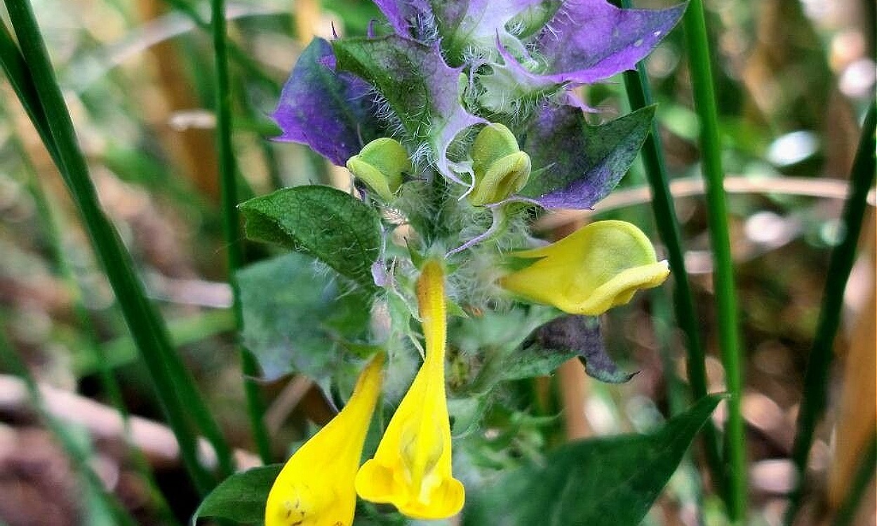 Planta Melampyrum nemorosum L. con racimos de flores azul violáceo y blanco en flor primaveral