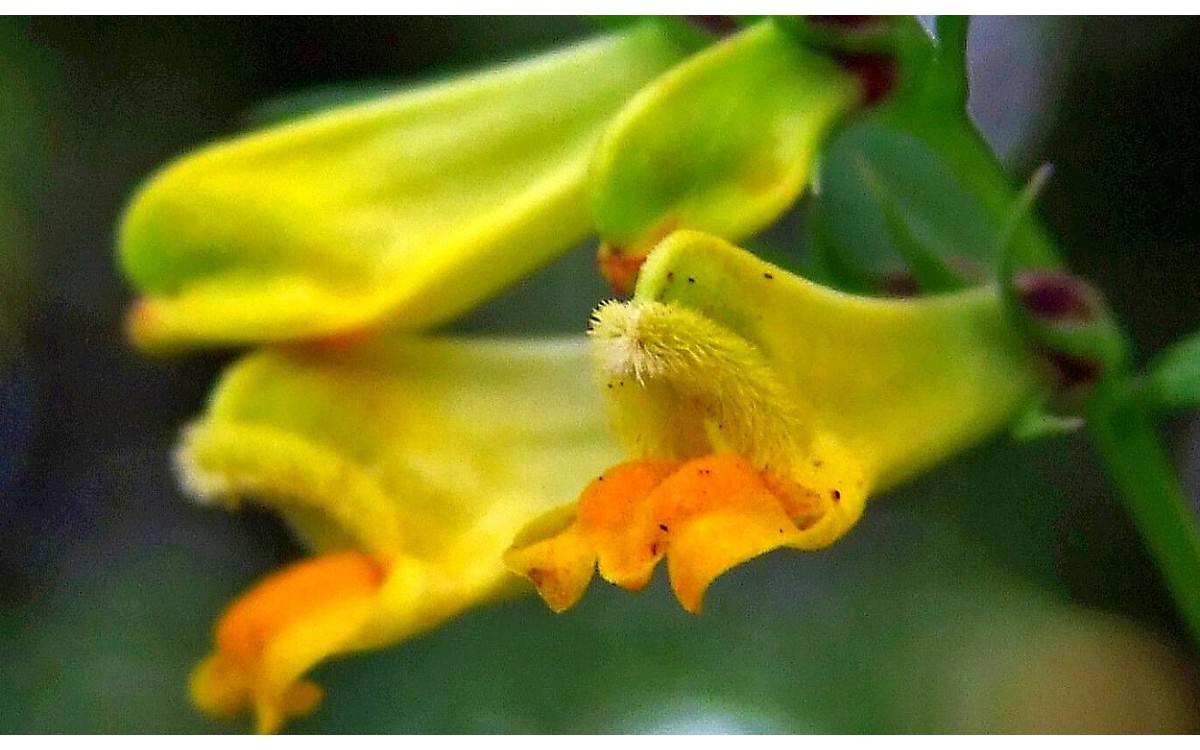 Melampyrum pratense flores amarillas bigotera suiza