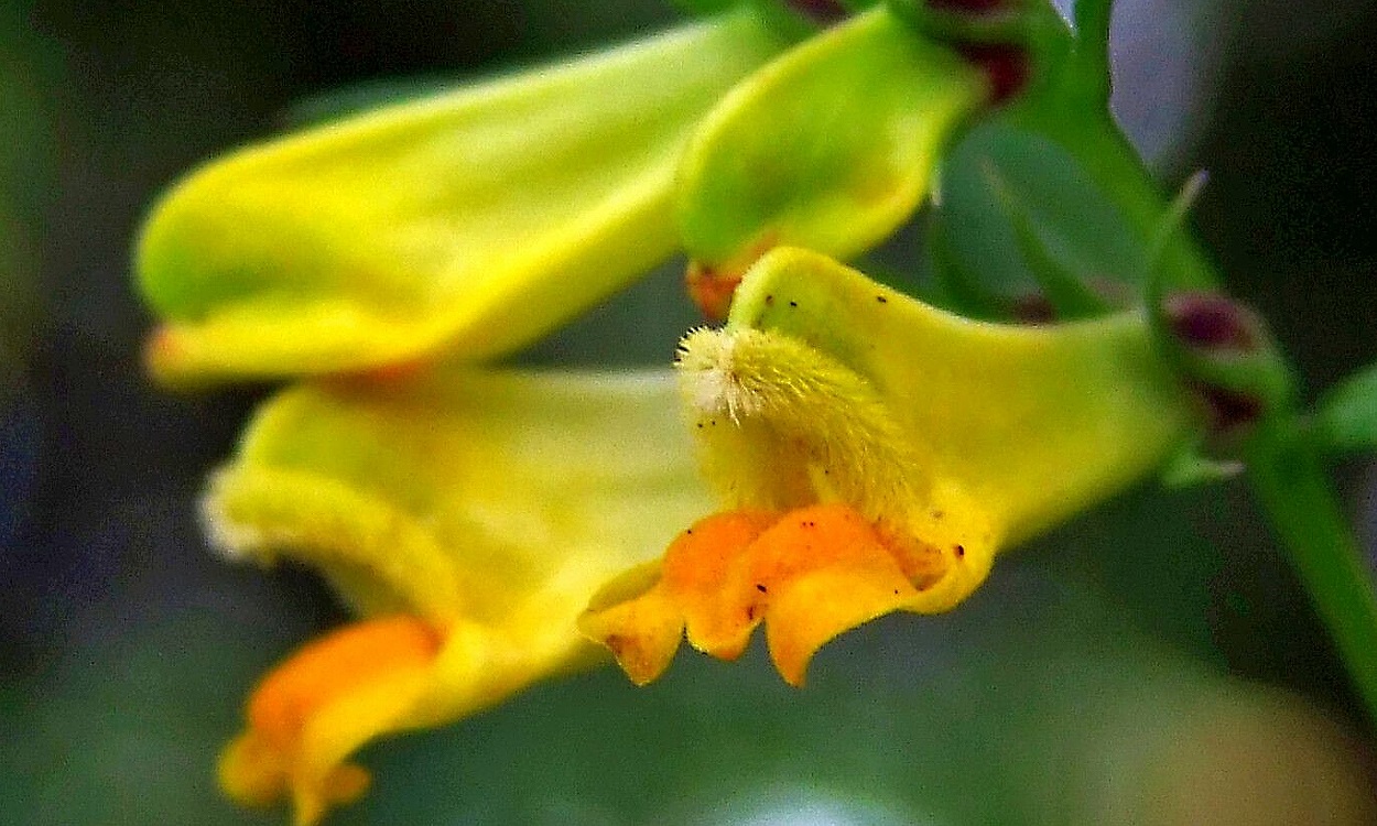 Flores amarillas de Melampyrum pratense L. con marcas púrpuras, bigotera suiza en floración estival