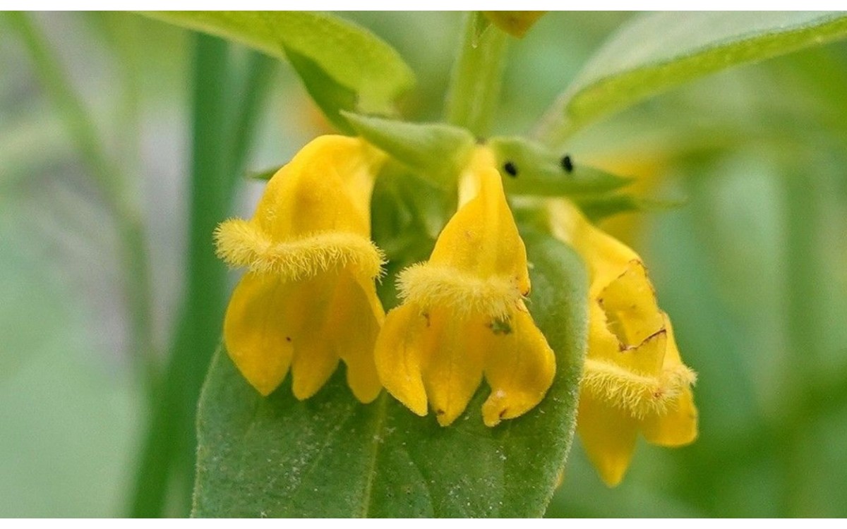 Melampyrum sylvaticum con flores amarillas en sotobosque