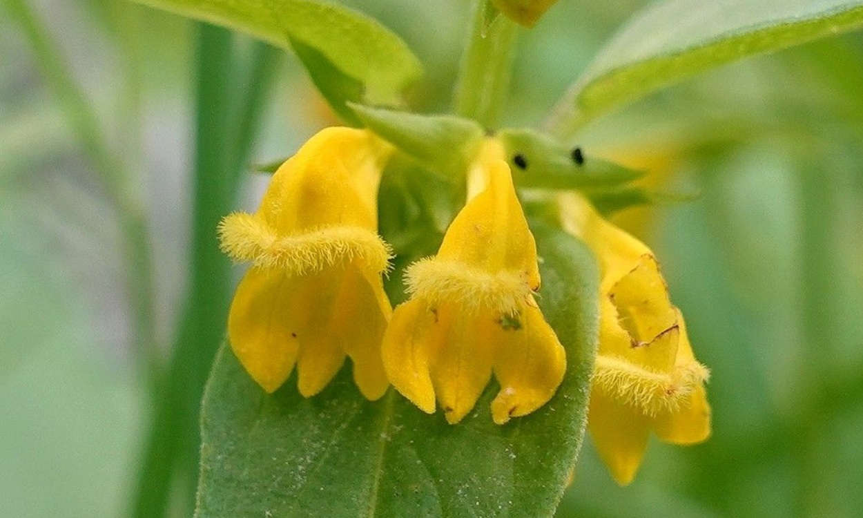 Planta Melampyrum sylvaticum L. con flores amarillas brillantes y hojas verdes en hábitat de sotobosque sombreado