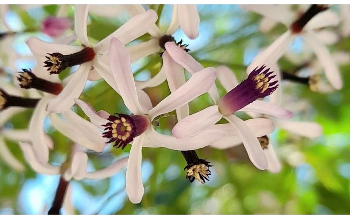 Melia azedarach con flores malva en primavera