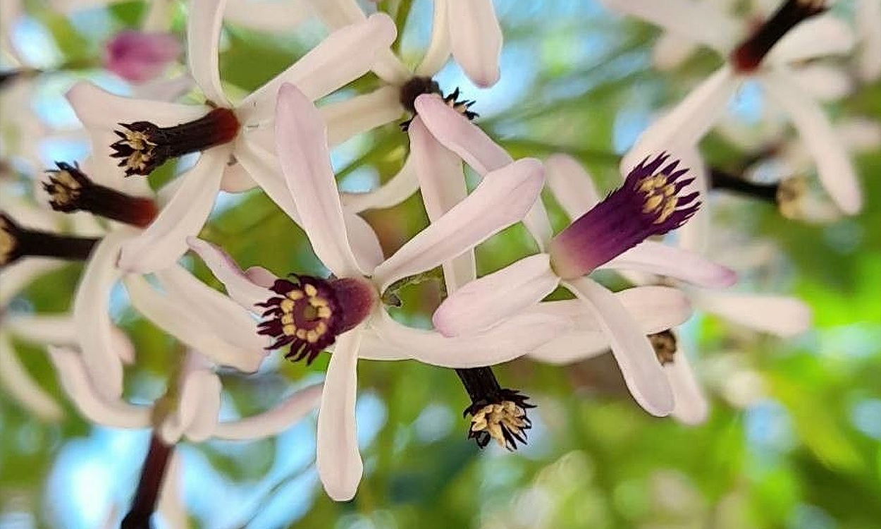 Árbol Melia azedarach florecido con flores lilas y hojas verdes brillantes