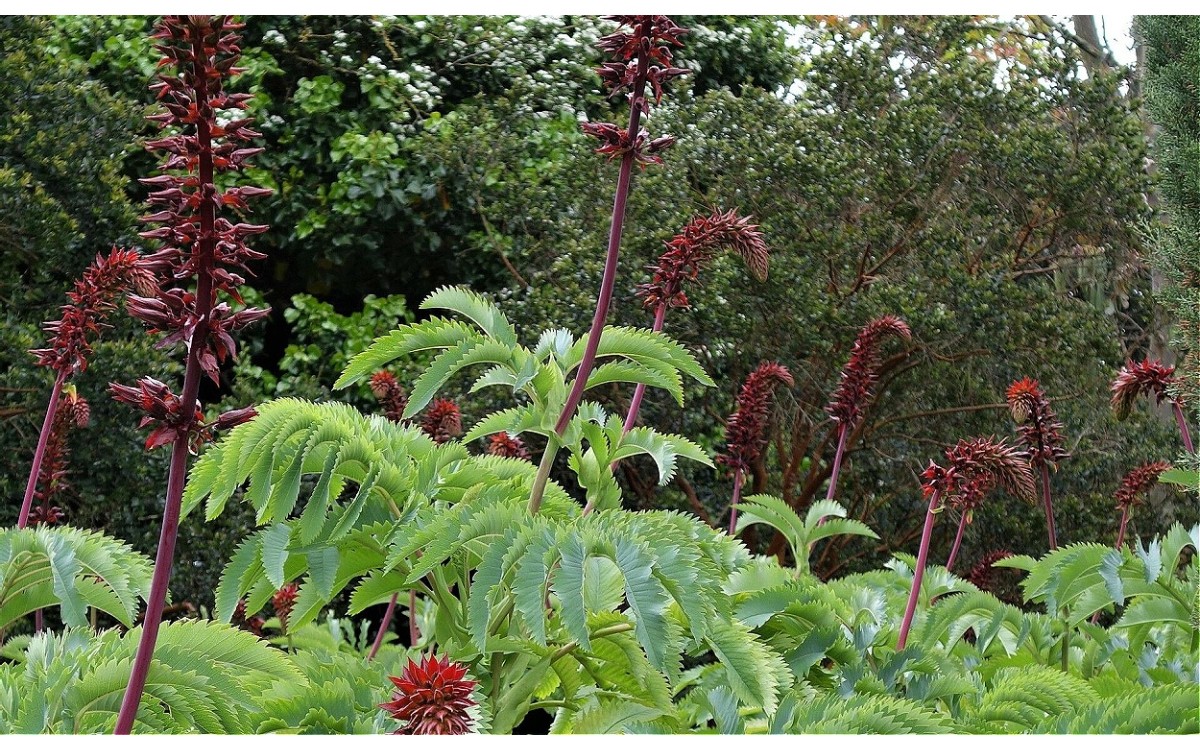 Melianthus major dientes de mantis con follaje azulado